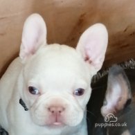 French Bulldog - Both