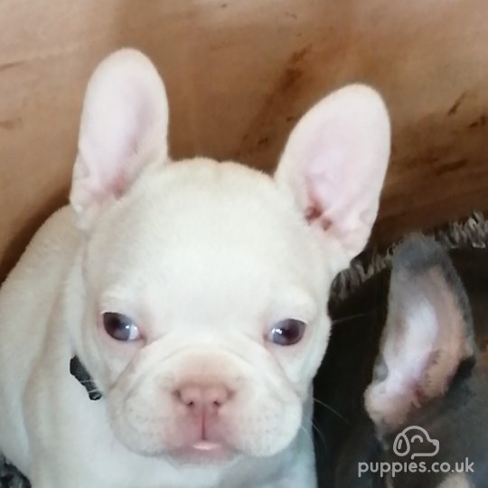 French Bulldog - Both