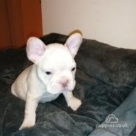 French Bulldog - Both