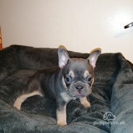 French Bulldog - Both