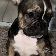 French Bulldog - Both