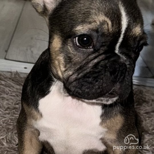 French Bulldog - Both