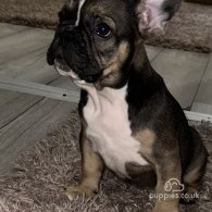 French Bulldog - Both