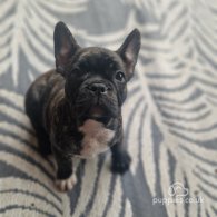 French Bulldog - Dogs