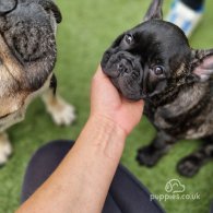 French Bulldog - Dogs