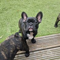 French Bulldog - Dogs