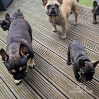 French Bulldog - Dogs