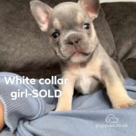 French Bulldog - Both