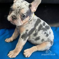 French Bulldog - Both