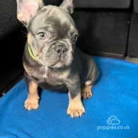 French Bulldog - Both