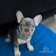 French Bulldog - Both