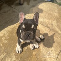 French Bulldog - Both