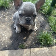 French Bulldog - Both