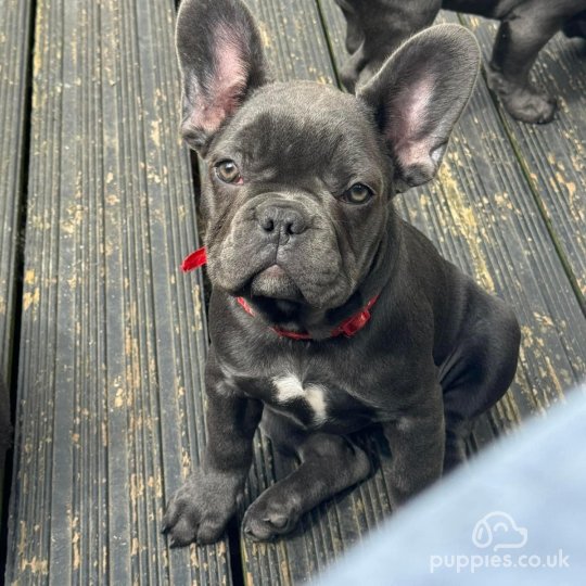 French Bulldog - Both