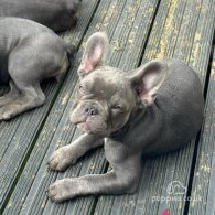 French Bulldog - Both