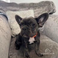 French Bulldog - Both