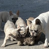 French Bulldog - Bitches