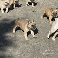 French Bulldog - Bitches