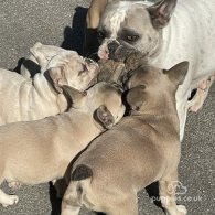 French Bulldog - Bitches