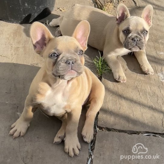 French Bulldog - Bitches