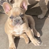 French Bulldog - Bitches