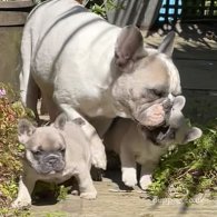 French Bulldog - Bitches