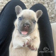 French Bulldog - Both