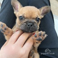 French Bulldog - Both