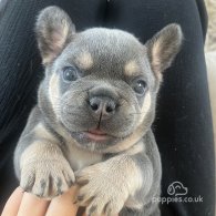 French Bulldog - Both