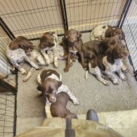 German Pointer - Dogs