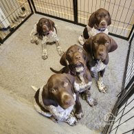 German Pointer - Dogs