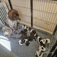 German Pointer - Dogs