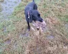 German Pointer