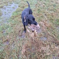 German Pointer