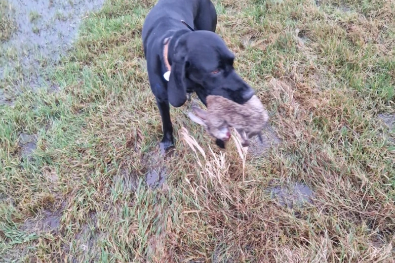 German Pointer