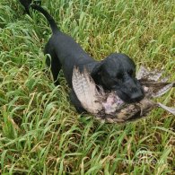 German Pointer