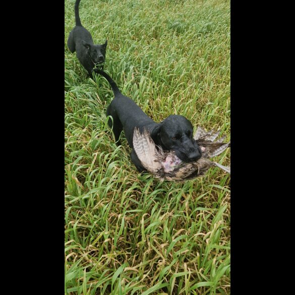 German Pointer