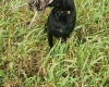 German Pointer