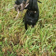 German Pointer