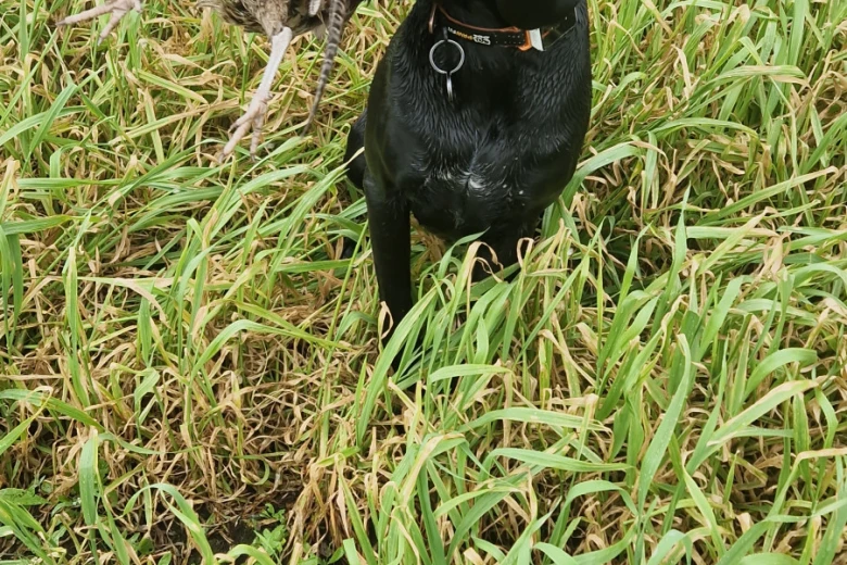 German Pointer