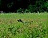 German Pointer