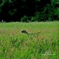 German Pointer