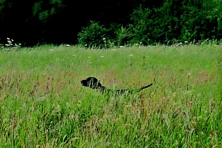 German Pointer
