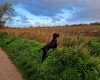 German Pointer