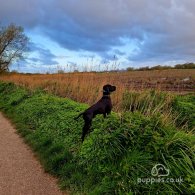 German Pointer