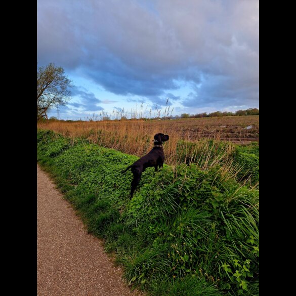 German Pointer