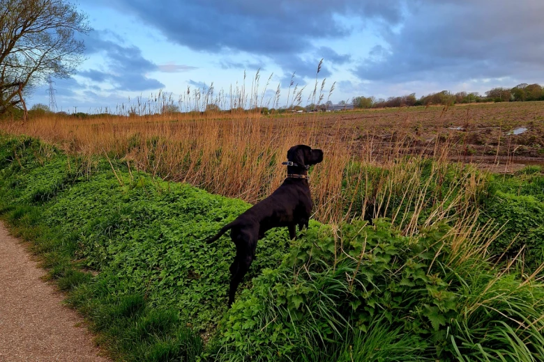 German Pointer