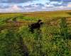 German Pointer