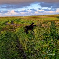 German Pointer