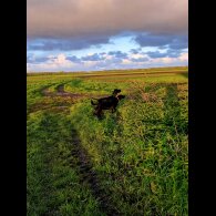 German Pointer